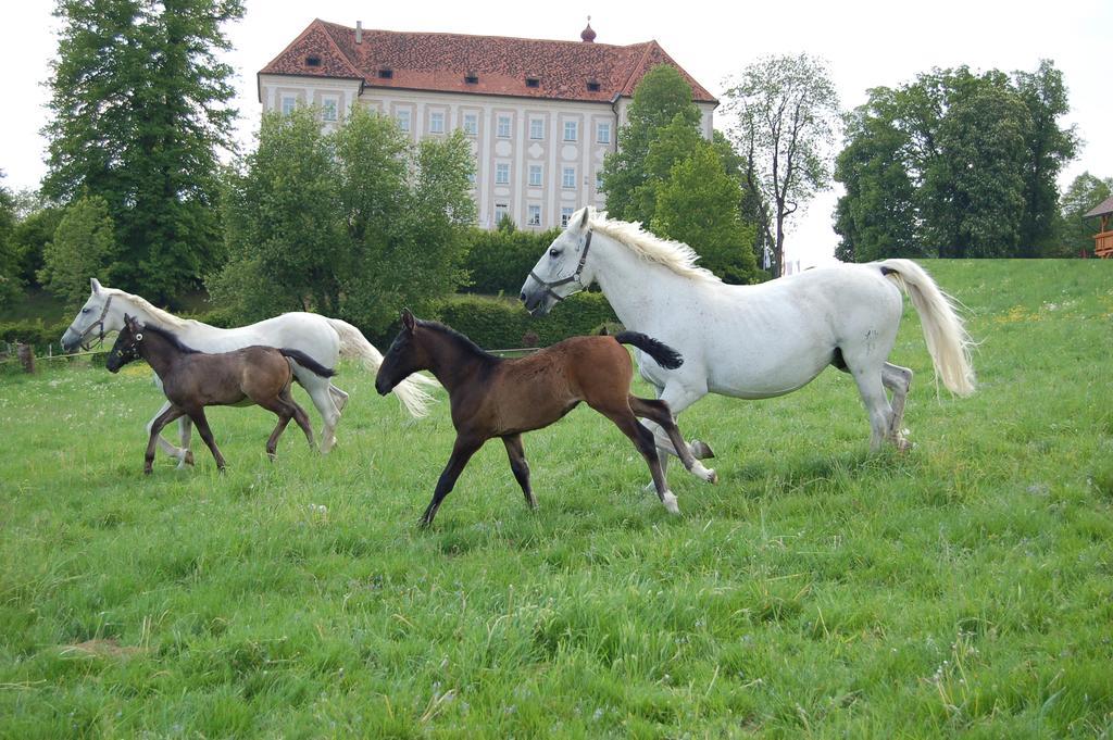 Ferienwohnungen Perhofer Birkfeld Экстерьер фото